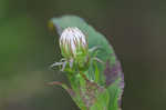 Purplestem aster